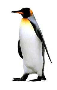 Penguin Vinyl Wall Sticker Self Adhesive Animal Decal Various Sizes Made in UK
