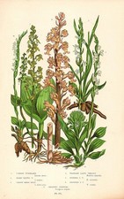 1899 Antique Print = LISTERA (217) Flower Plants = CHROMOLITHO by A. Pratt
