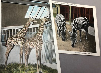 c 1930 GIRAFFE ZEBRA Wisconsin MILWAUKEE Washington Park
