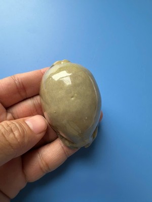 59.8mm | Cypraea Arabica | OVERGLAZE | F+++ GEM | Nice Shell