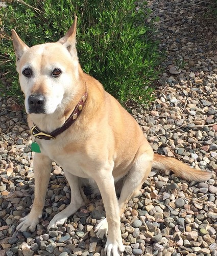 Mitzi: Tale of a Dog. Signed/personally inscribed paperback. PRICE REDUCED. - Picture 2 of 5