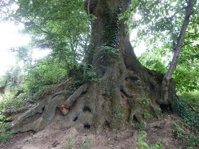 Photo A3 Exposed root system on Oak at Middle Barn Farm Codmore Hill A y c2011