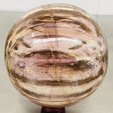 Natural Petrified Wood Polished Stone Quartz Crystal Sphere Ball Healing 2580G