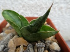 SANSEVIERIA CYLINDRICA BONCEL JUNGLE GREEN, shown in 5cm pot, lovely succulent