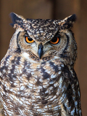 Wildlife *** Zoo Postkarte *  Eurasian eagle owl *  EULE **  UHU   Postcard # 3