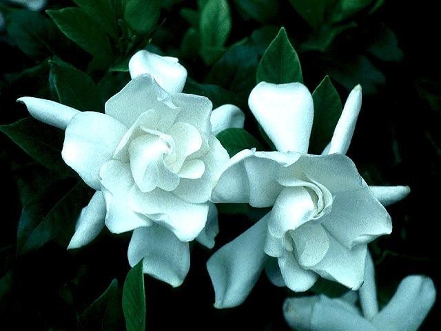 Gardenia jasminoides aka Cape Jasmine  50 Seeds   Free Shipping!