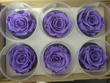 Preserved Roses - Eternity Rose - Valentine's day - Violet Blue - 6 Pack
