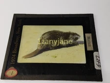 LHD Glass Magic Lantern Slide Photo 1 BEAVER