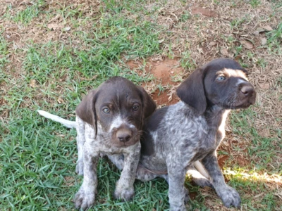 Gsp X Gwp German Short Hair Cross German Wire Hair Dogs Puppies