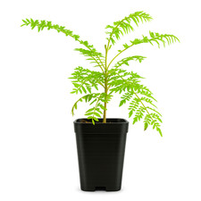 Jacaranda Tree Starter, 2 Inch Pot, Purple Flowering Tropical Plant