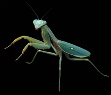 Live Giant Shield Mantis L2/L3 Nymph Rhombodera stalli