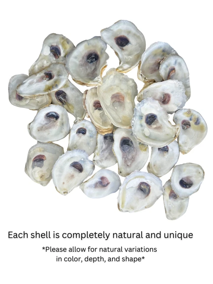 35PCS Oyster Shells 2.5"-4" Natural from USA for Crafts, Vase Fillers, Decor etc - Image 3 of 4