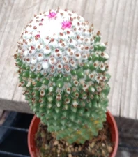 Mammillaria polythele f. nuda No Spines Mount Fuji Top Pink Flowers Red Fruit 53