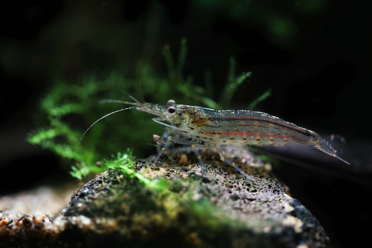 Sun Orange Amano Shrimp (Caridina multidentata ) - Aquatic Arts