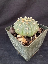 Astrophytum asterias, cactus plant