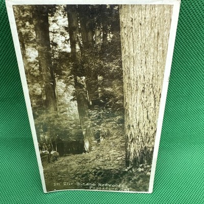 Pescadero San Mateo Co California Butano Redwood trees c1910 vintage postcard