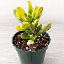 Succulent - Crassula Ovata Variegated ET's Fingers Jade - Live Plants In 2" Pot
