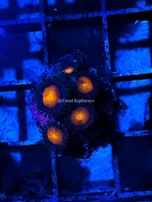 CE- WYSIWYG Space Odyssey Zoa Zoanthid Frag Live Coral LPS SPS #R1GI4