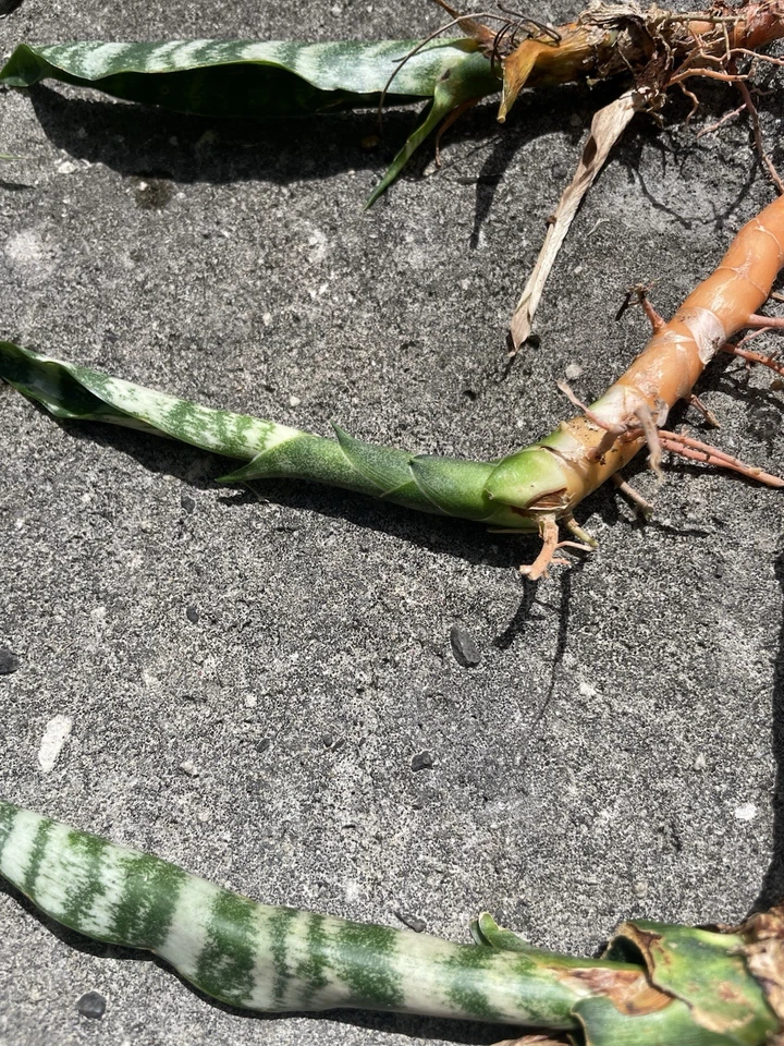 3 Rooted Snake Plants Sansevieria Zeylanica Hawaii Volcanic Soil Air Purifying - Image 3 of 4