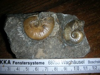 Harpoceras Lias Altdorf