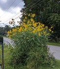 Tall Sunflowers Grows To 4 - 7 Feet (20) Seeds Non-Gmo per pack.