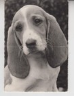 1964 Sad Basset Hound. Switzerland Niederlaufhound. Cute Dog. RPPC Photo. Folded — photo 1