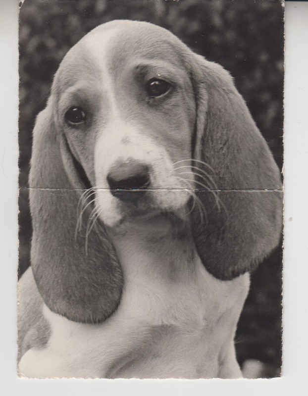 1964 Sad Basset Hound. Switzerland Niederlaufhound. Cute Dog. RPPC Photo. Folded
