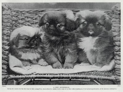 Pekingese ''Babies'' - 1934 Vintage Dog Art ''Photo'' Print - CUSTOM MATTED