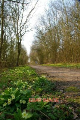 PHOTO  PRIMROSE PATH I HAVE NOT SEEN SO MANY WILD PRIMROSES (PRIMULA VULGARIS) I