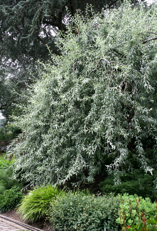 stechpalme samen Stechpalme - Ilex maximowicziana Kanehirae