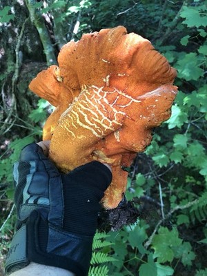 Lobster Mushrooms 4oz Premium - Grade AA