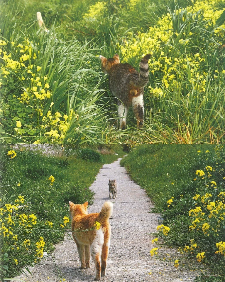 Cat Testicles Animal Photo Book album nekotama Nyantama Japanese  New - Image 3 of 4