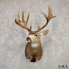 #19933 WC | Mule Deer Taxidermy Shoulder Mount For Sale