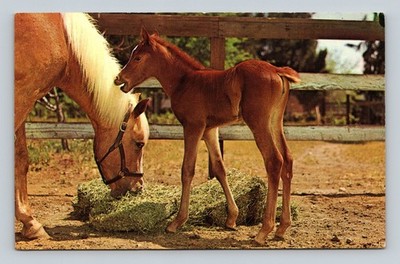 Vintage 1969 Palomino Mare & Sorrel Foal Horse Postcard - East Waterboro ME