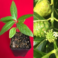 NONI Indian Beach Mulberry Great Morinda Citrifolia Cheese Fruit Starter Seedlin