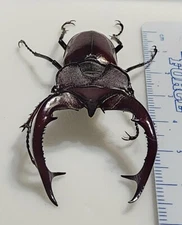 Lucanus elaphus male 59.84mm - Paoli, Indiana Lucanidae Stag Beetle Insect Bug