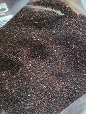 Amaranth Hopi Red No Pesticides or Chemicals. 6000 Seeds +/- Non GMO