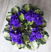 Anna's Harmony -- Leaf Chimera -- Starter African Violet Plant