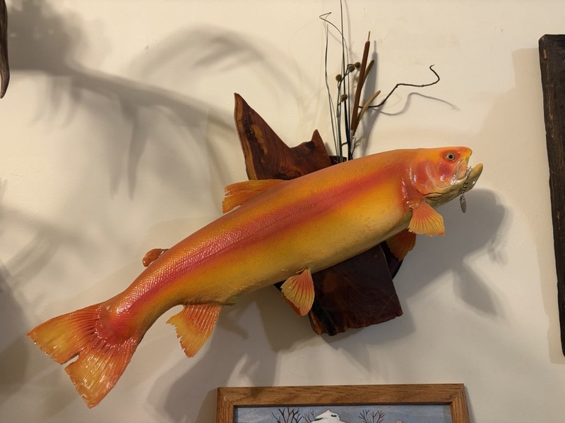 22” Palomino Golden Trout Taxidermy Mount W/ Lure Spinner Habitat