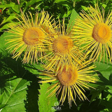 Elecampane (Inula helenium) 50 PCS fresh seeds. Herb seeds organic