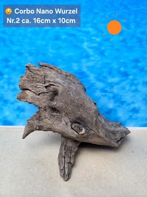  Corbo Root Nano  Aquarium Traum Wurzel