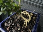 Boxwood Bonsai — photo 7