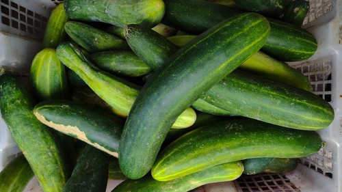 CUCUMBER Heirloom Mix 20 seeds ALL TYPES vegetable garden SPRING SUMMER non-gmo - Picture 8 of 9