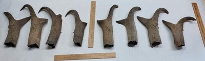 EIGHT - SINGLE Pronghorn ANTELOPE SHEATHs - Sheds / Horns - DAMAGED / As Is