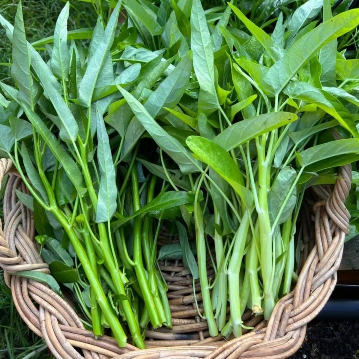120 Kangkong Water Spinach Seeds Asian Morning Glory Leaf Vegetable | eBay