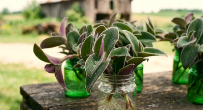 #ad #ad 5 Baby Bunny Bellies Tradescantia Wandering Jew House Plant Cuttings $13.50