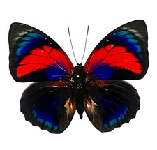 Agrias for collectors | rare Agrias butterflies