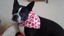 Buster Brown Dog Bandana, Red, Pink, Tie On, Valentine Hearts, S, M, L