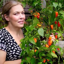 Orange Habanero Chilli Plug Plant – Classic Fruity Hot Chilli
