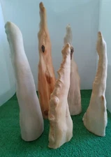 Southern Bald Cypress Knees | Freshly Harvested - Debarked #382